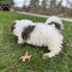 Hazel, Shih-Poo Puppy